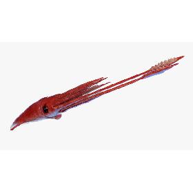 3D Giant Squid